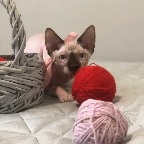 Hairless Cat For Adoption