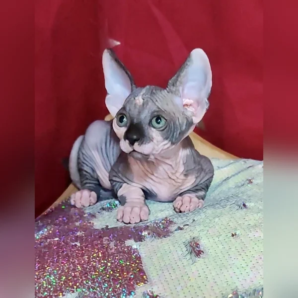 Sphynx Kittens For Sale - Image 6