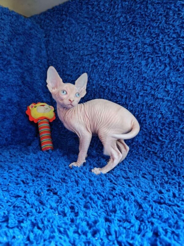 Male Sphinx Kitten