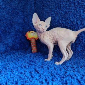 Male Sphinx Kitten