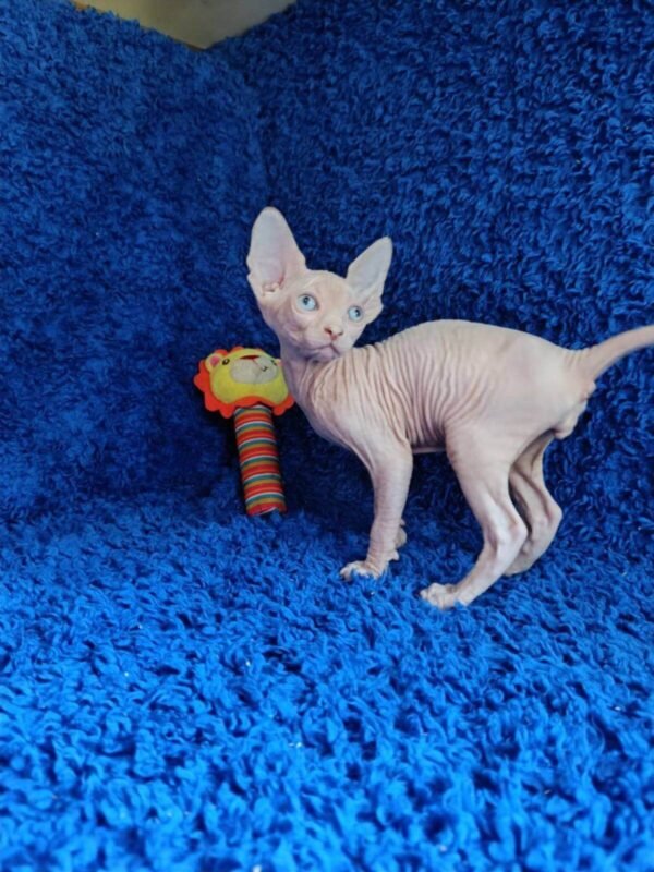 Male Sphinx Kitten