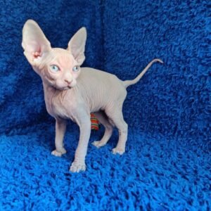 Male Sphinx Kitten