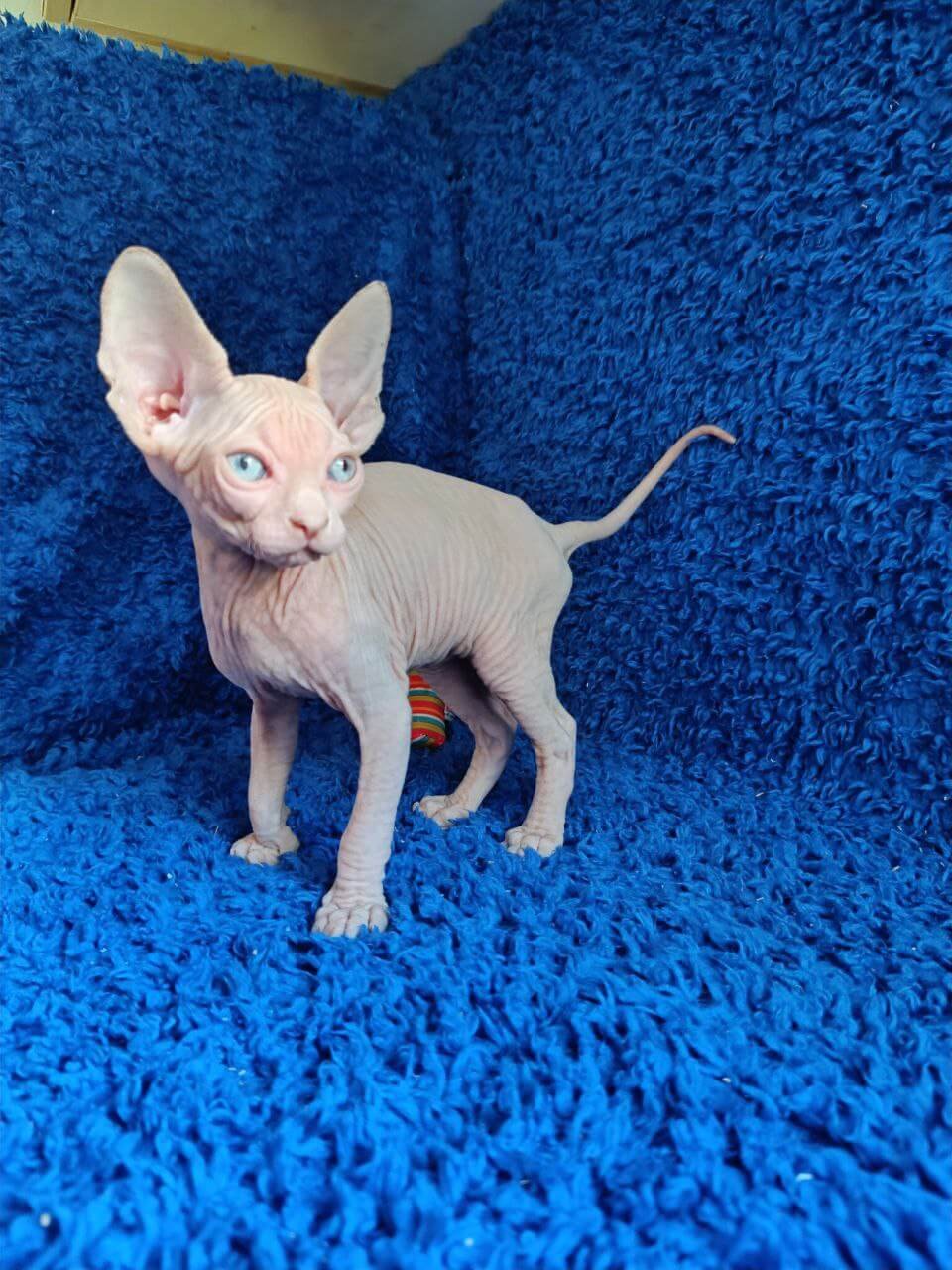 Male Sphinx Kitten